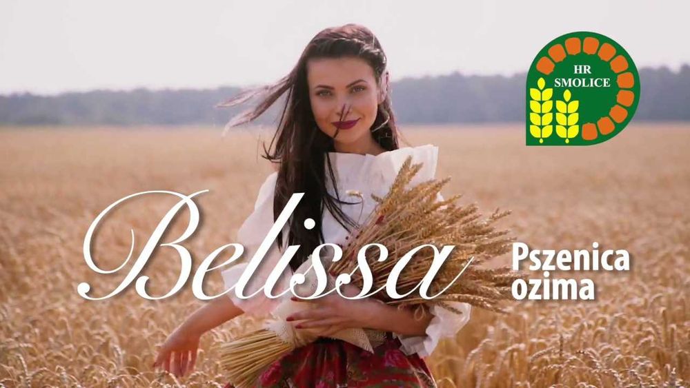 Pszenica ozima Belissa C1 Materiał Siewny Kwalifikowany