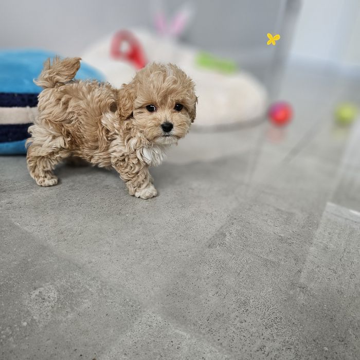 Zjawiskowy Chłopczyk  Maltipoo Miniaturka