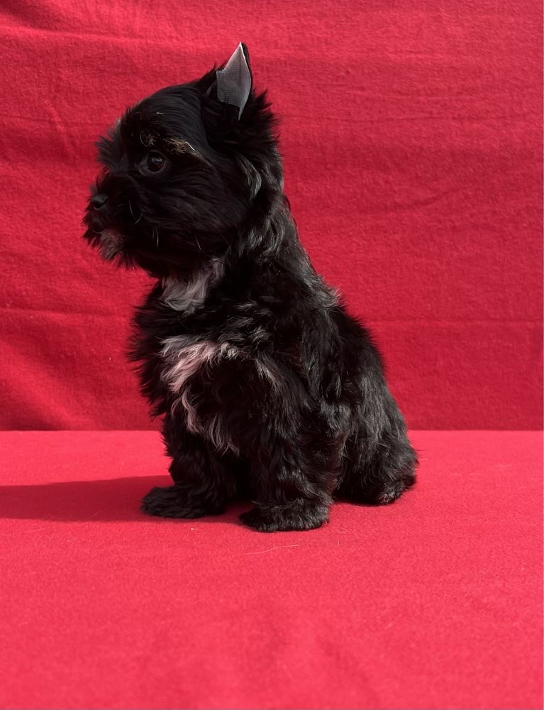 Black Yorkshire Terrier suczka York