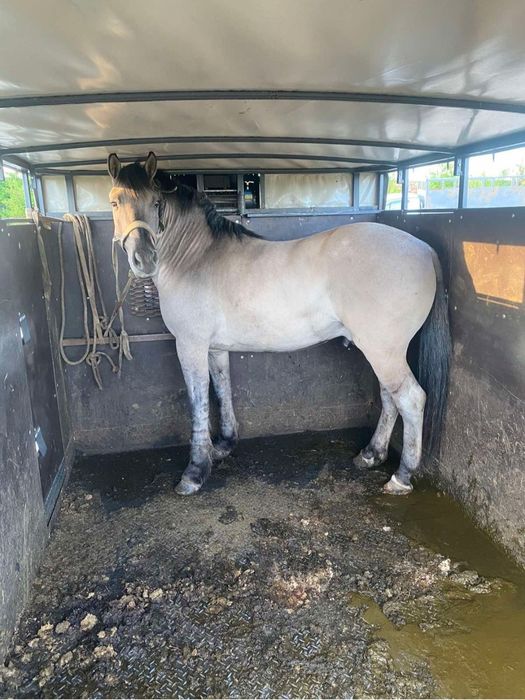 Послуги  скотовоза