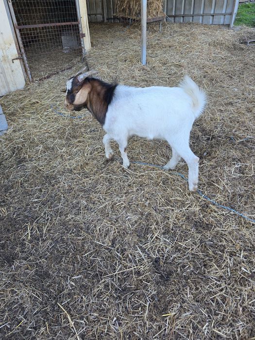 Vendo cabrito Boer