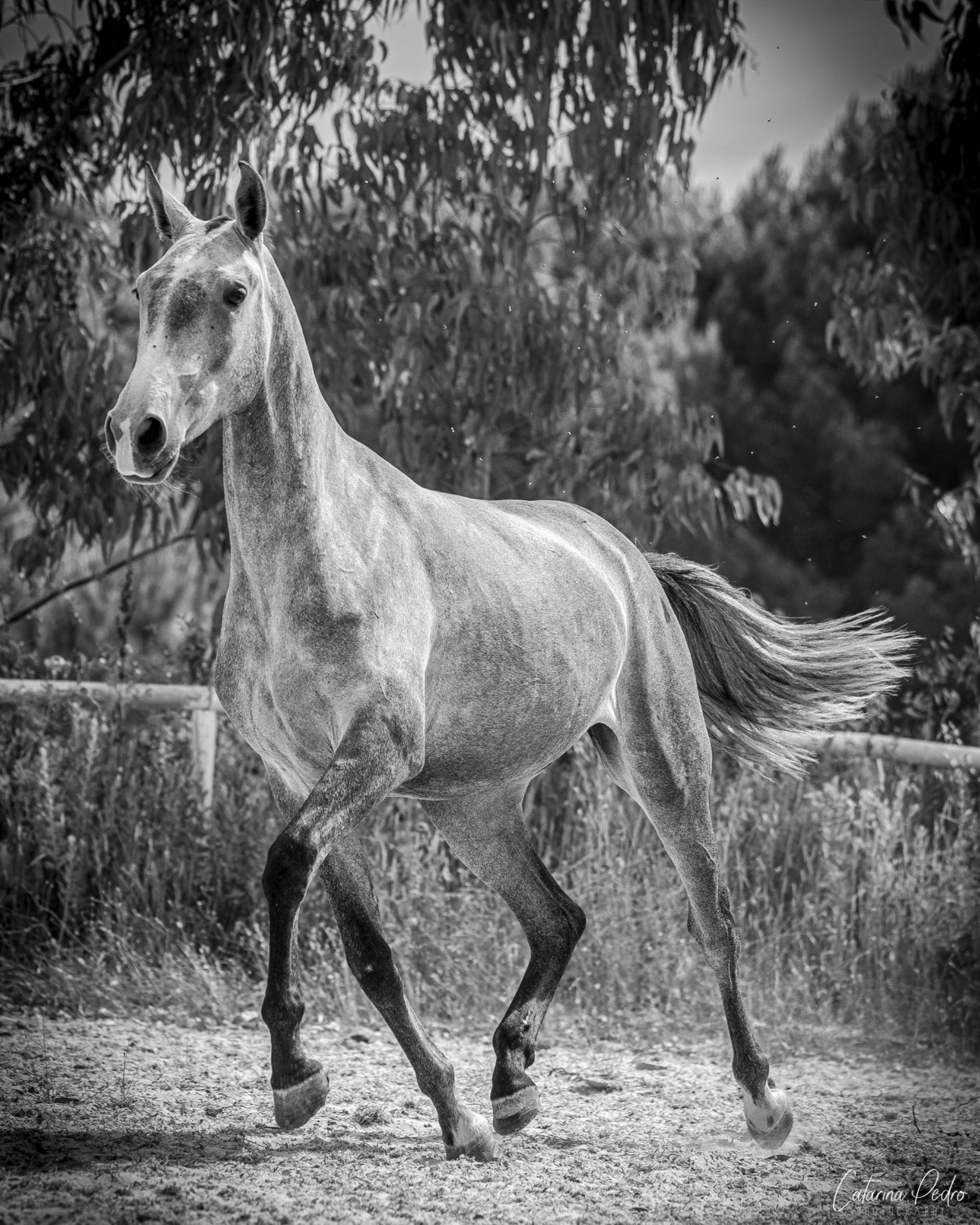 Poldra Puro Sangue Lusitano (2 anos)