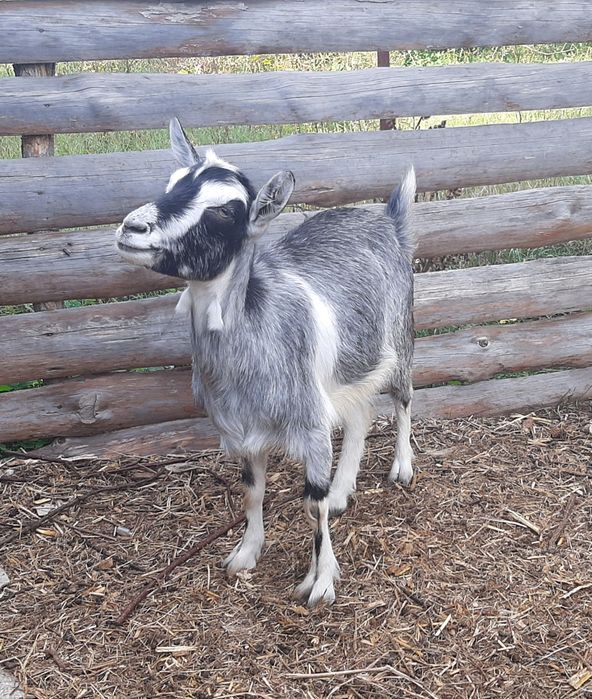 Альпийская коза год и 8 месяцев. Козы.