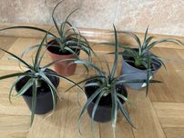 Ananas corona kwiat doniczkowy sadzonka