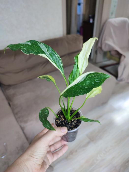 Спатіфілум Даймонд, зелений, драцена, різдвяник білий