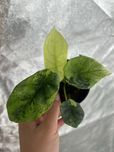 Alokazja Sinuata Mint Aurea
