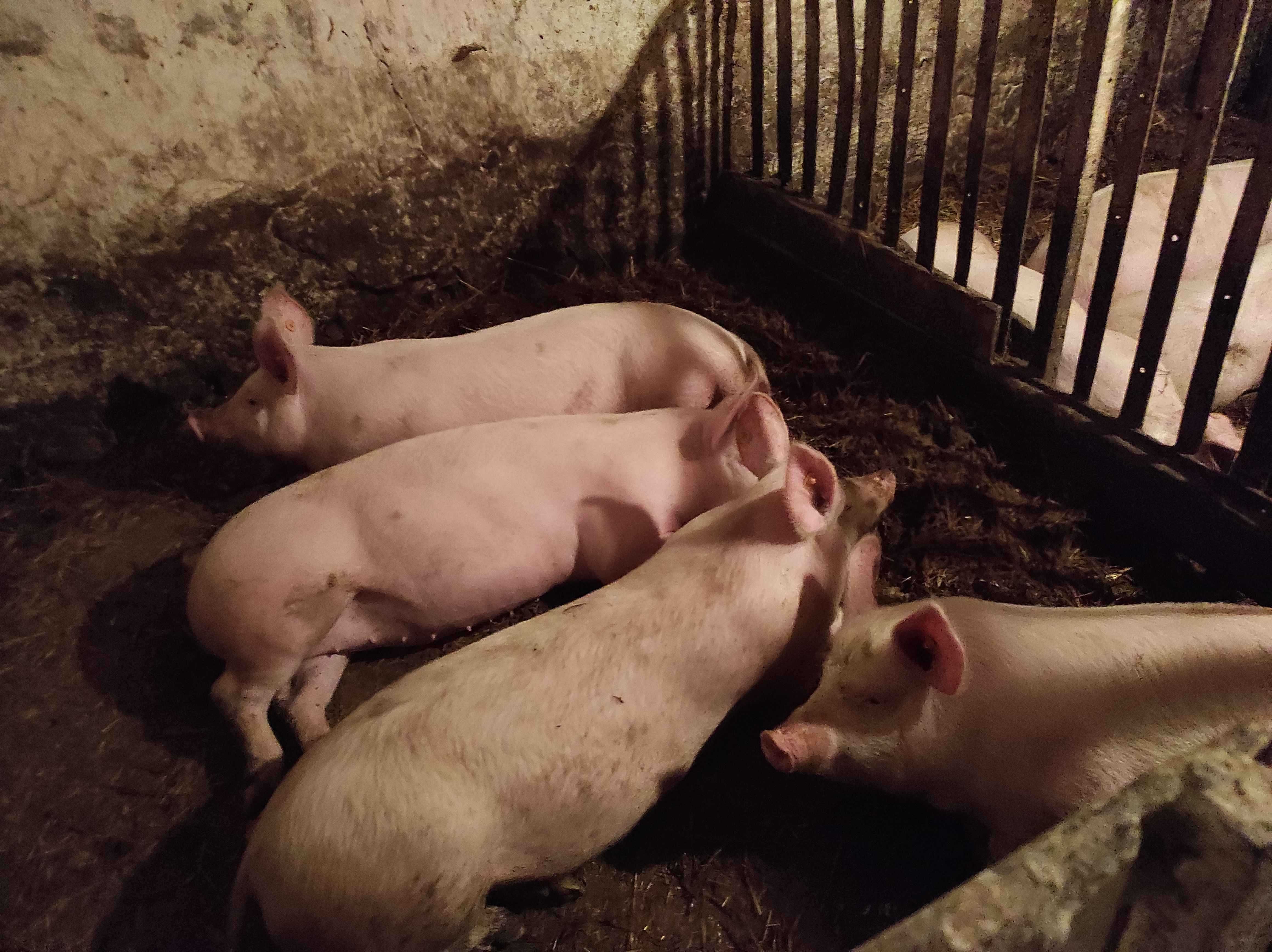 Świnia tucznik z własnego chowu na ubój
