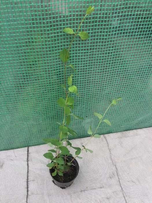 Wiciokrzew japoński zimozielony sadzonki pnącze kwiaty 80cm 2 szt!