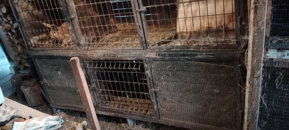 Клітка для кроликів
