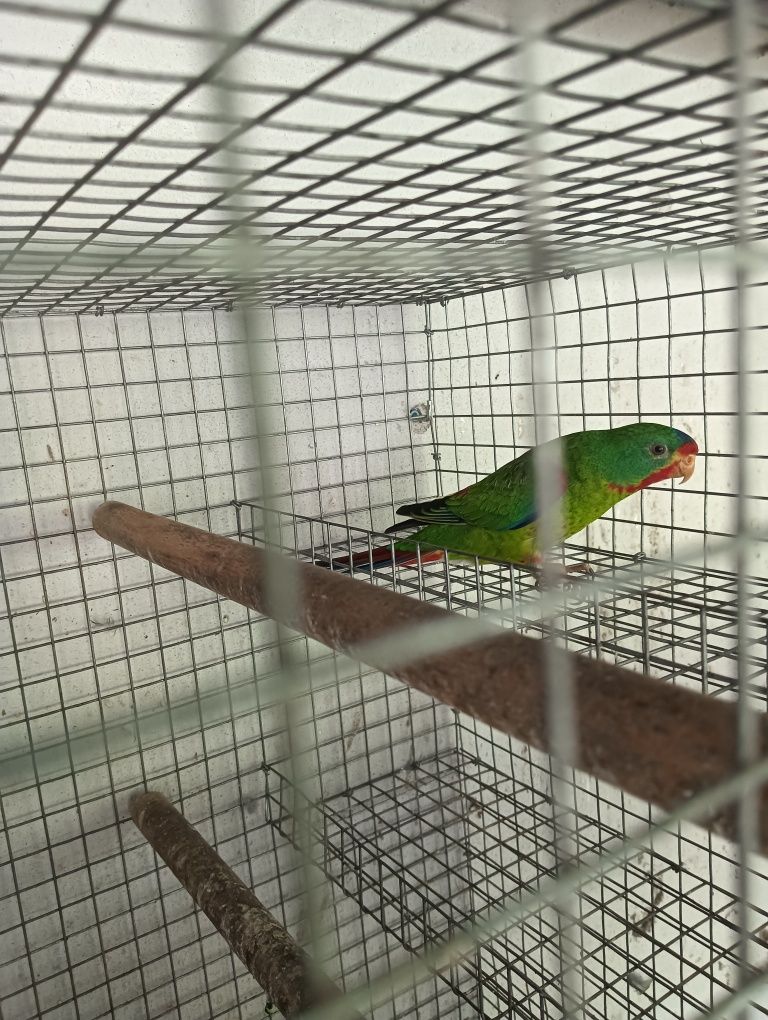 Lathamus discolor