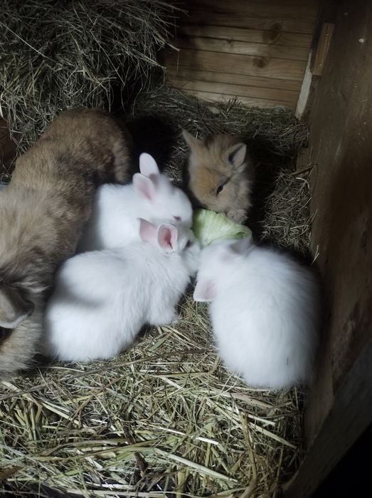 Królik króliczki miniaturki teddy