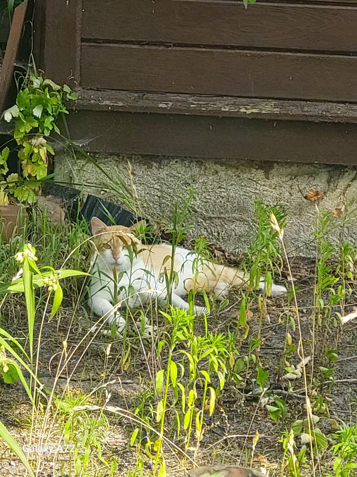 Kogo kot  działki komorów