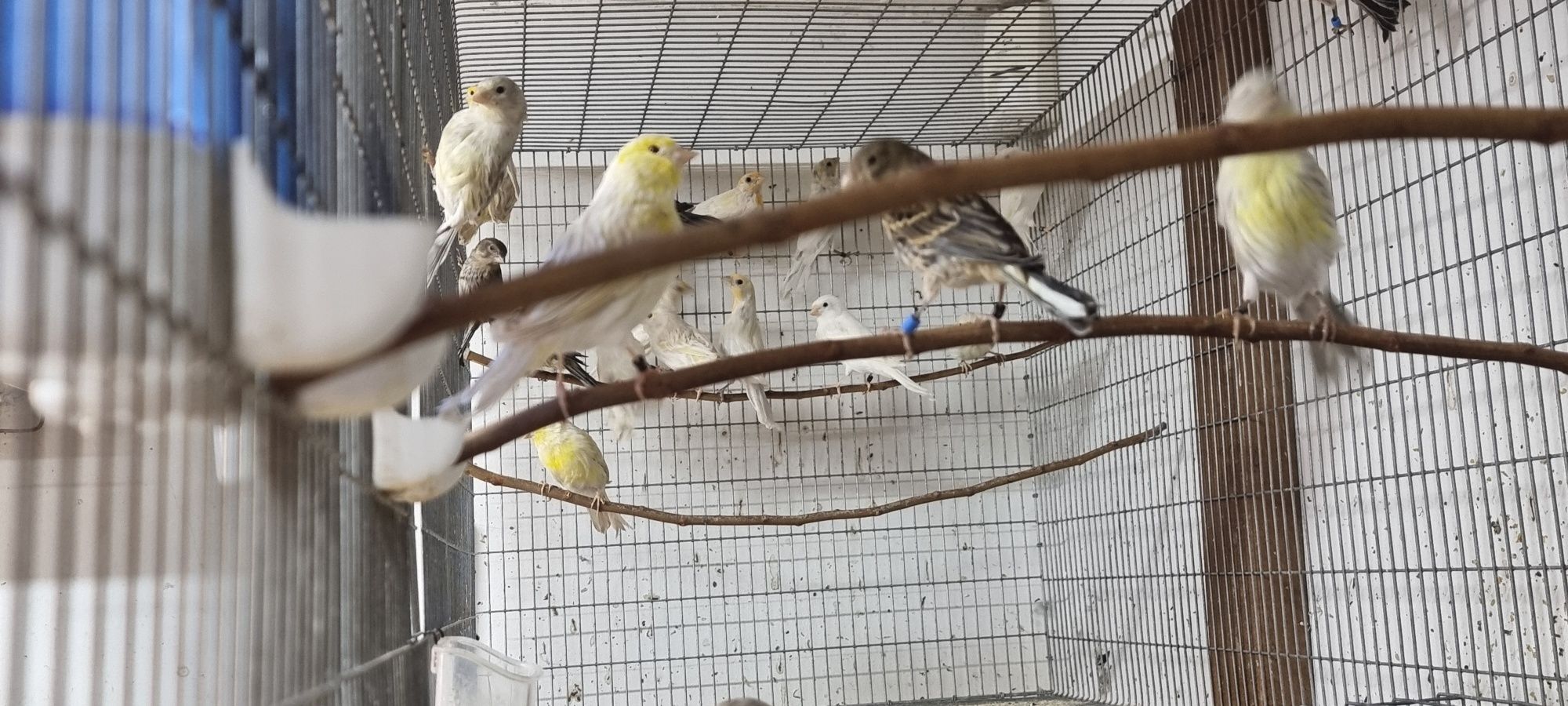 Cardinalitos e canários