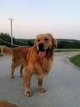Golden retriever złoty reproduktor krycie