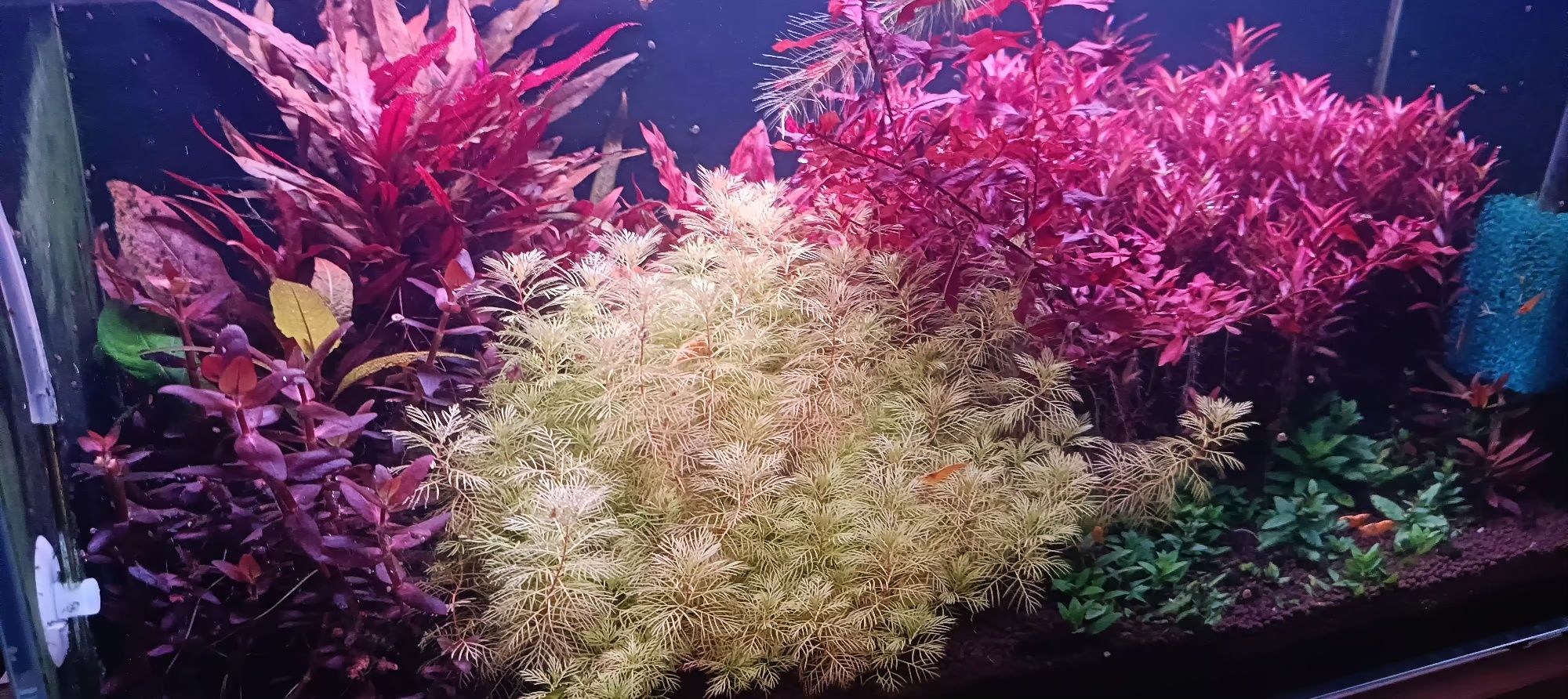 Myriophyllum golden