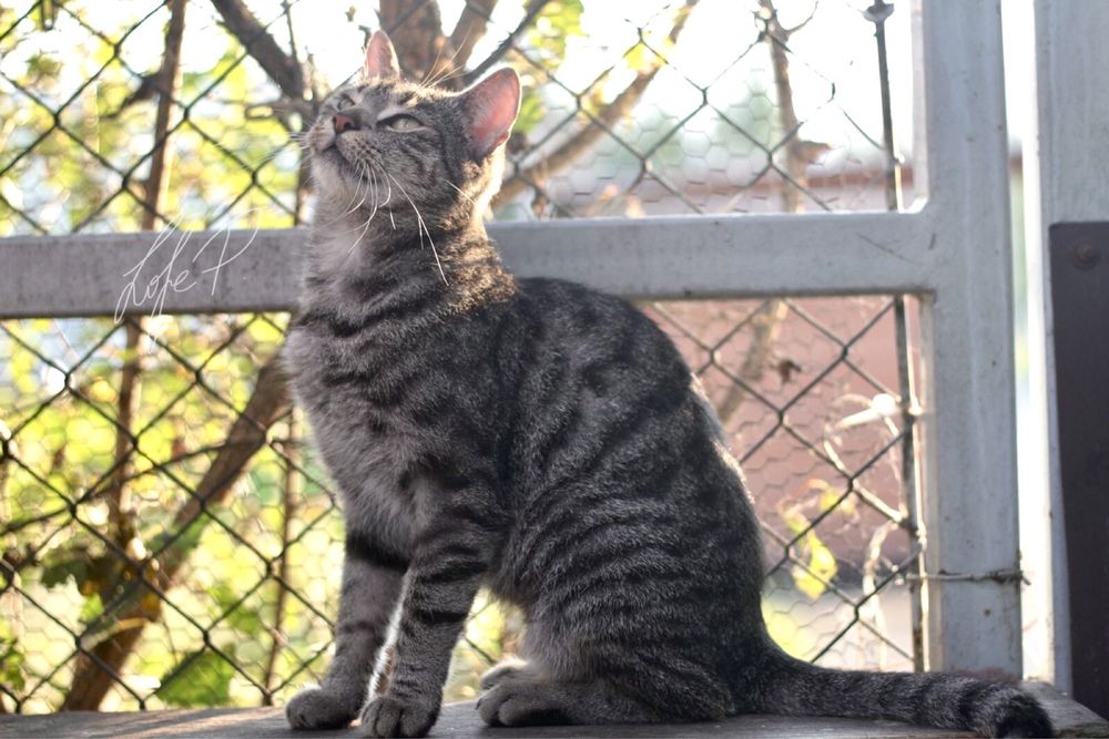 Piękna, spokojna i kochana Channel czeka na dom!