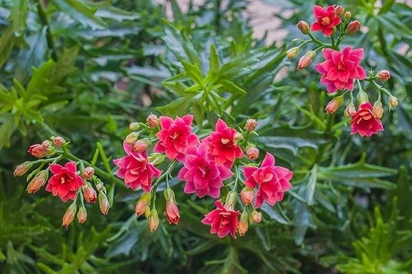 Оленячі роги Сукулент Каланхоє laciniata Pink Оленячі ріжки Каланхое