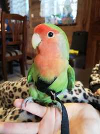 Bezpieczne szelki dla papug papugi nimfa rudosterka aleksandretta