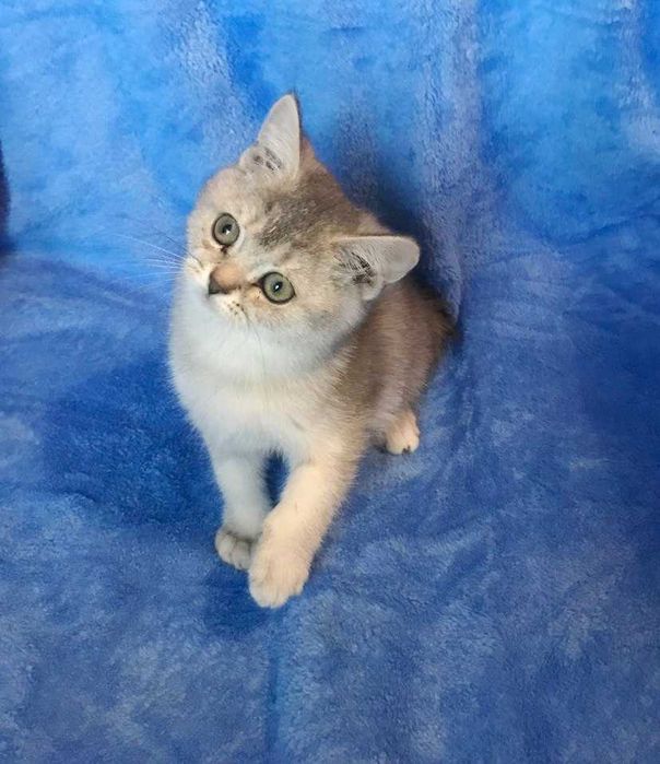 Очень умная чистокровная шотландская девочка тикированная шиншилла