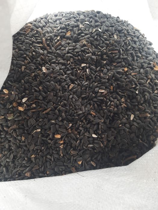Продам семечку соняшник от 19900 грн. тонна. в мешках, бэгах, насыпью.
