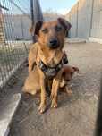 Suczka ok 3 letnia do adopcji. Po sterylizacji