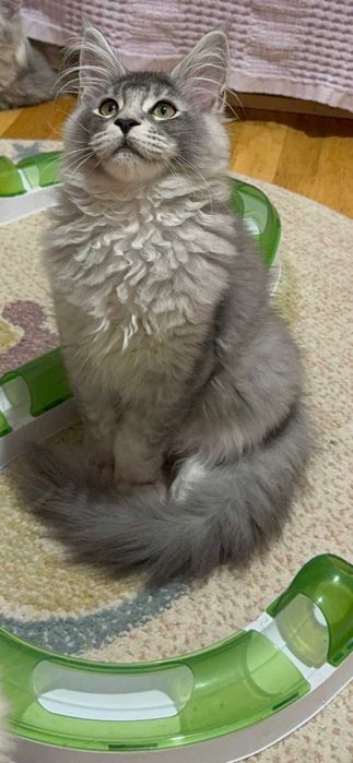 Duży kocurek  -  Maine Coon czarny srebrny - 4 miesięczny