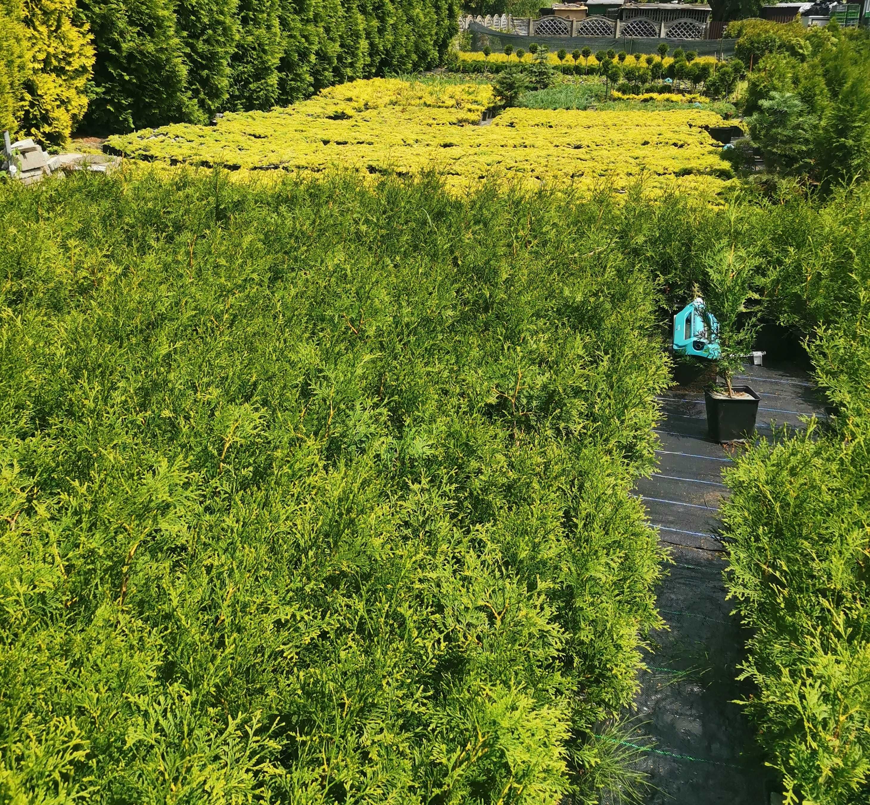 Tuja Szmaragd 10 sztuk doniczka Thuja Smaragd