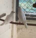 Rolas brancas troco por outras aves bico reto