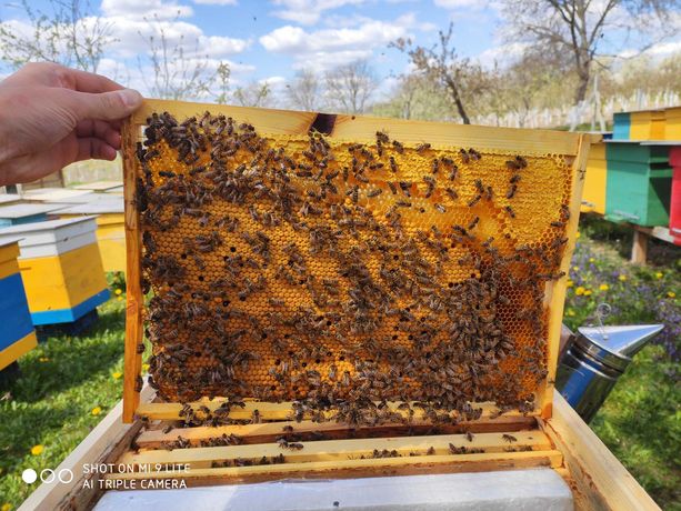 Бджолосімї та бджолопакети 2024