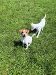 Piesek Jack Russell Terrier