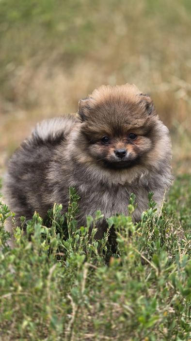 Pomeranian cudowny piesek