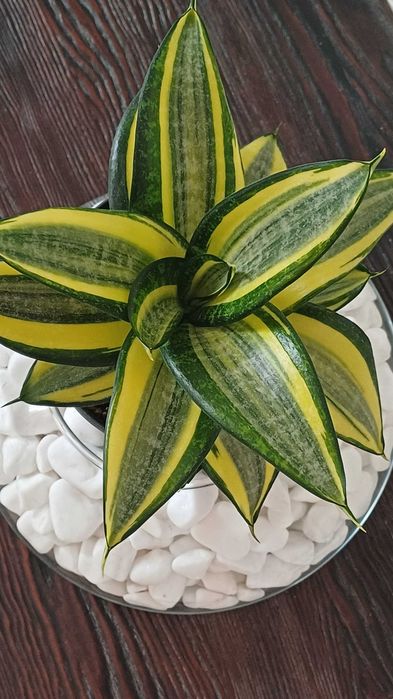 Сансевієрія Хані Маргіната Jade marginata  Філіпін Сільвер Фрост