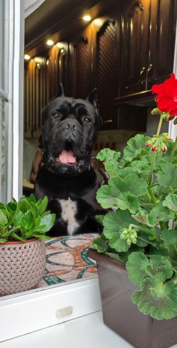 В'язка Кане-корсо