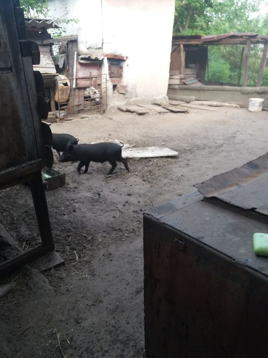 Поросята корейські 1500грн/шт