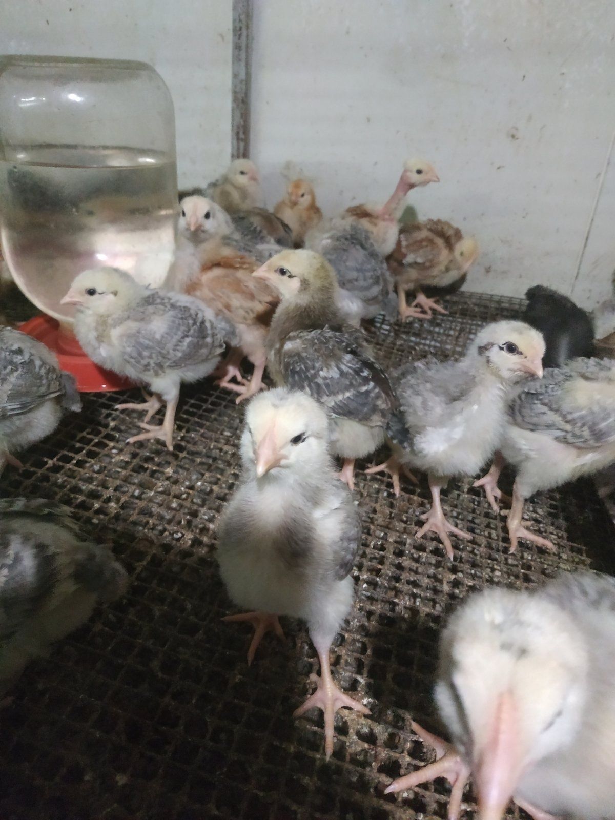 Продамо  курчата