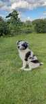 Border collie szczeniak