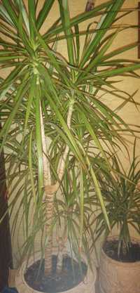 Драцена пальма 120 см