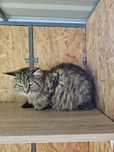 Piękna kotka Maine Coon / rodowód FPL / na kolanka