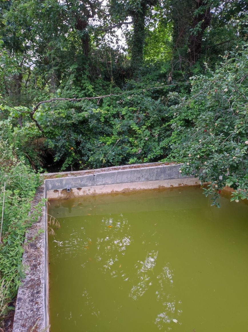 Terreno com vinha e uma casa antiga