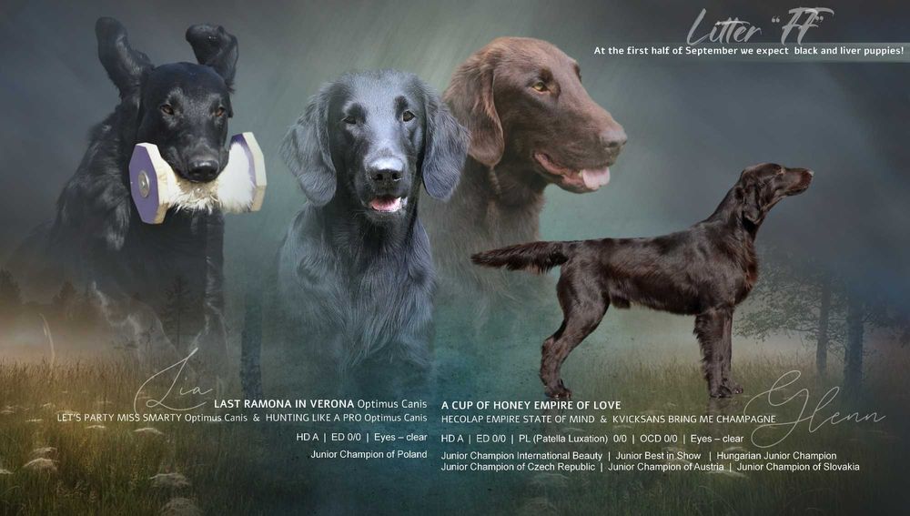 Flat Coated Retriever - czekoladowy samiec FCI/ ZKwP