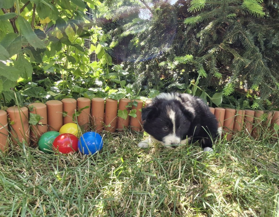 Border Collie piesek czarno biały