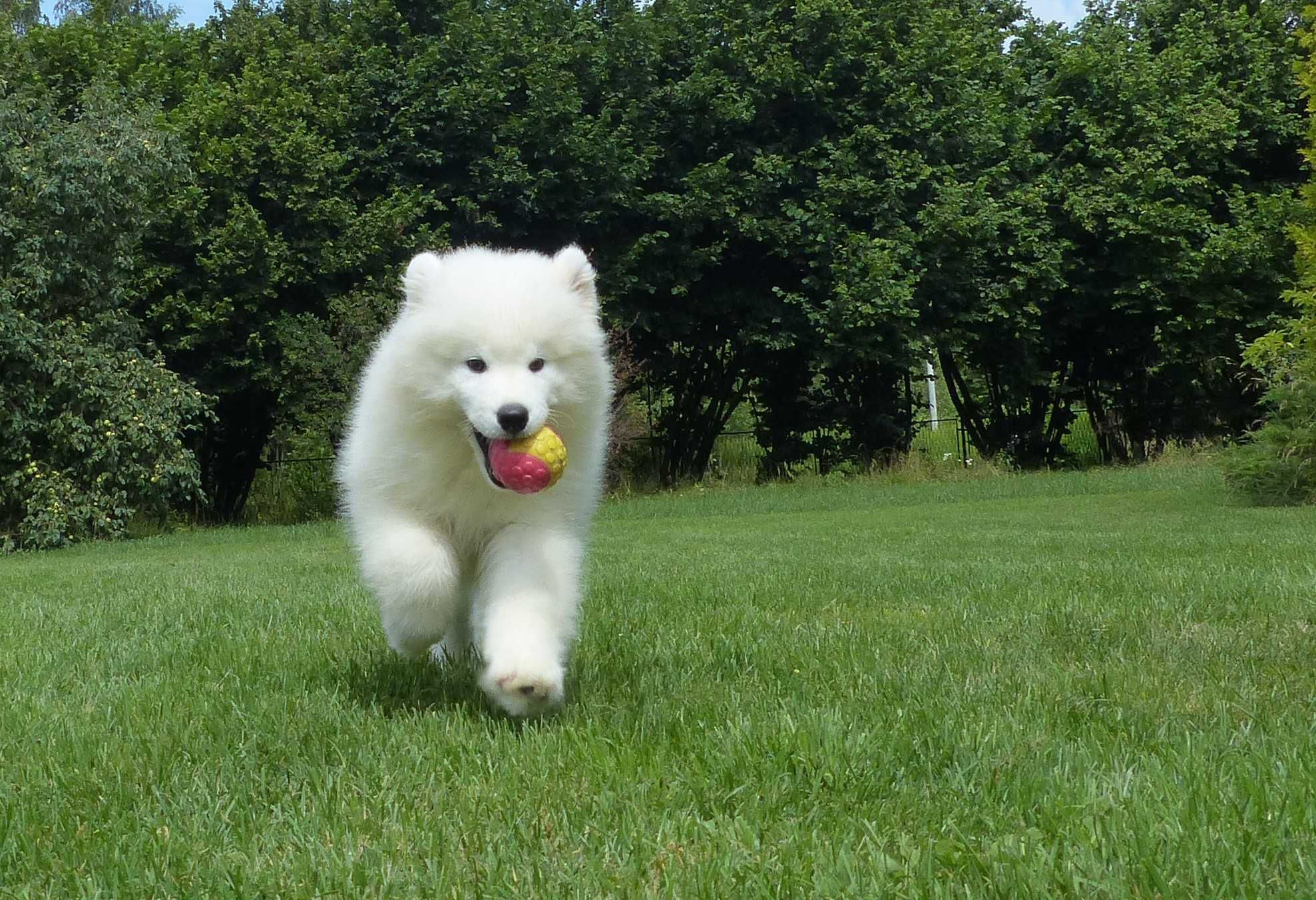 Samoyed / samojed chłopiec ZKwP FCI  2025 Wildness Siberian