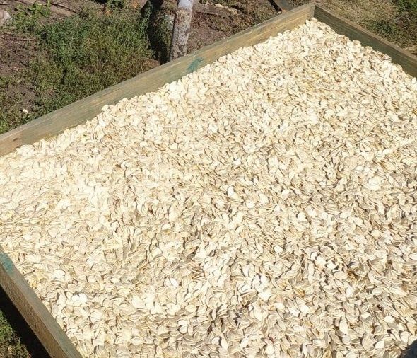 Насіння гарбуза сорту Данка Полька