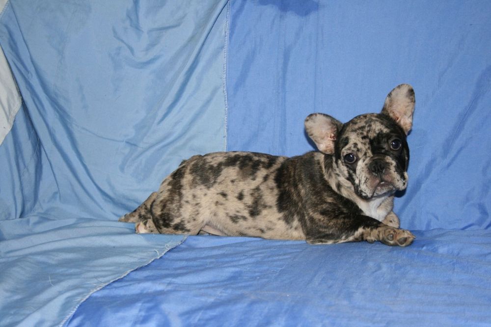 Щенята французького бульдога, дівчинка.