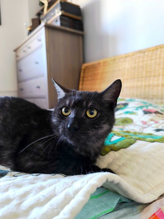 Kot Denzel czeka na adopcję
