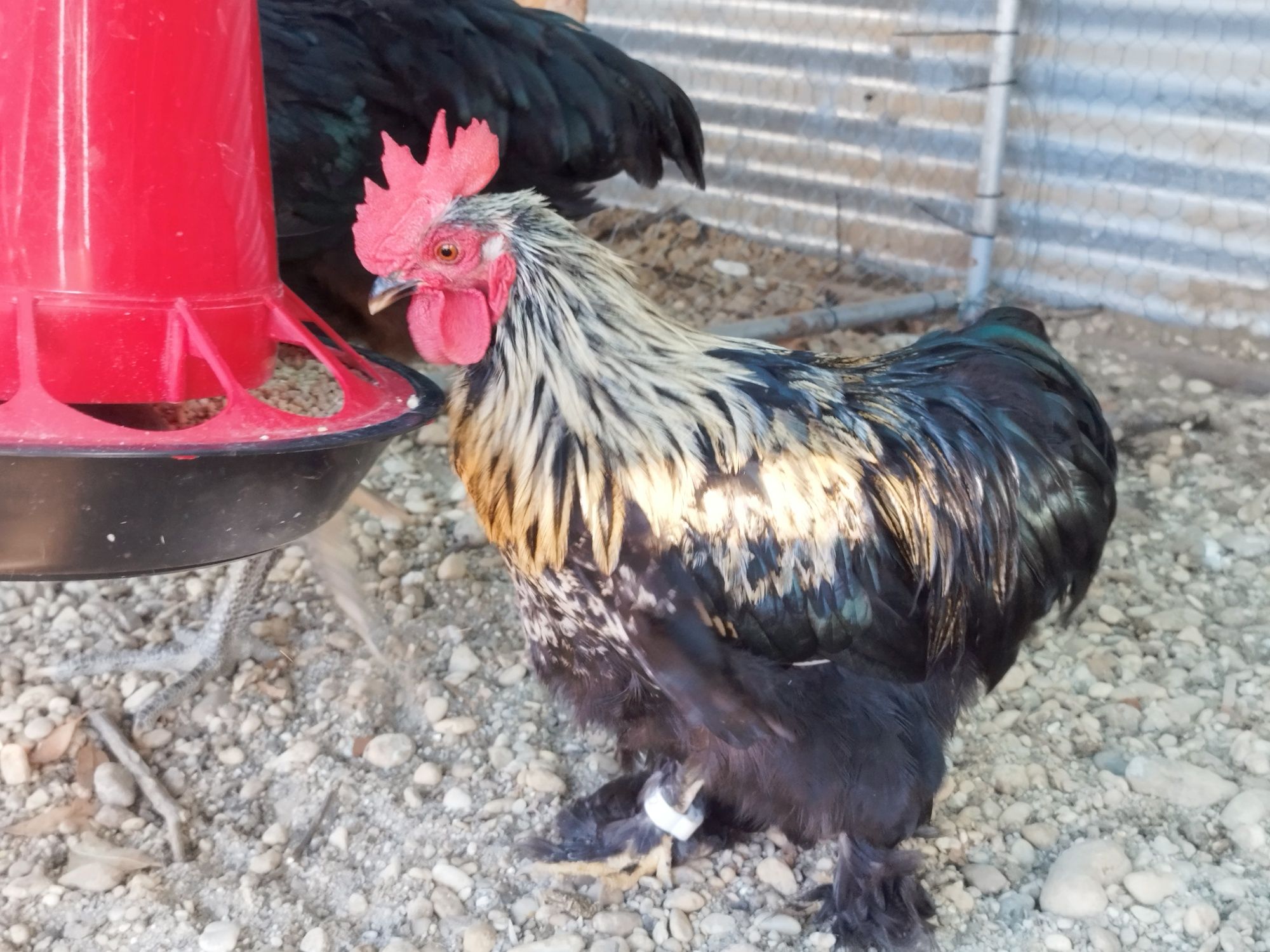 Garnizo Pekin Macho