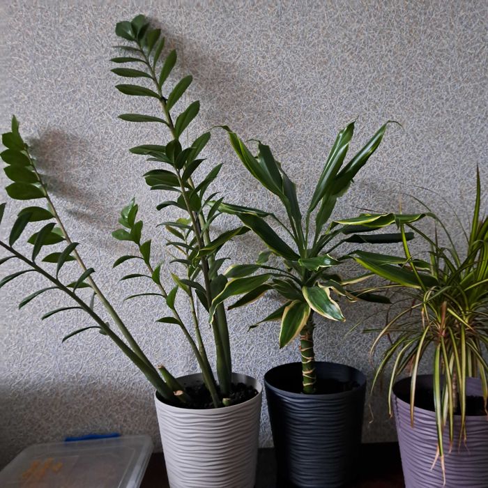 Вазони, замиоулькас,драцени, спатіфілум