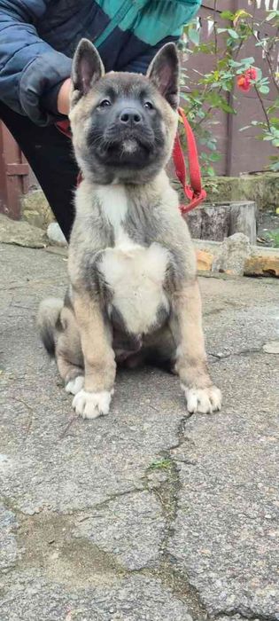 Дівчинка американської акіти