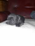 Buldog francuski blue