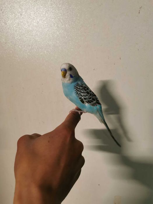 Roseicollis domésticados /Agraponis selvagem